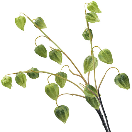 Artificial Chinese Lantern Stems – Leafy Green – Set of 3