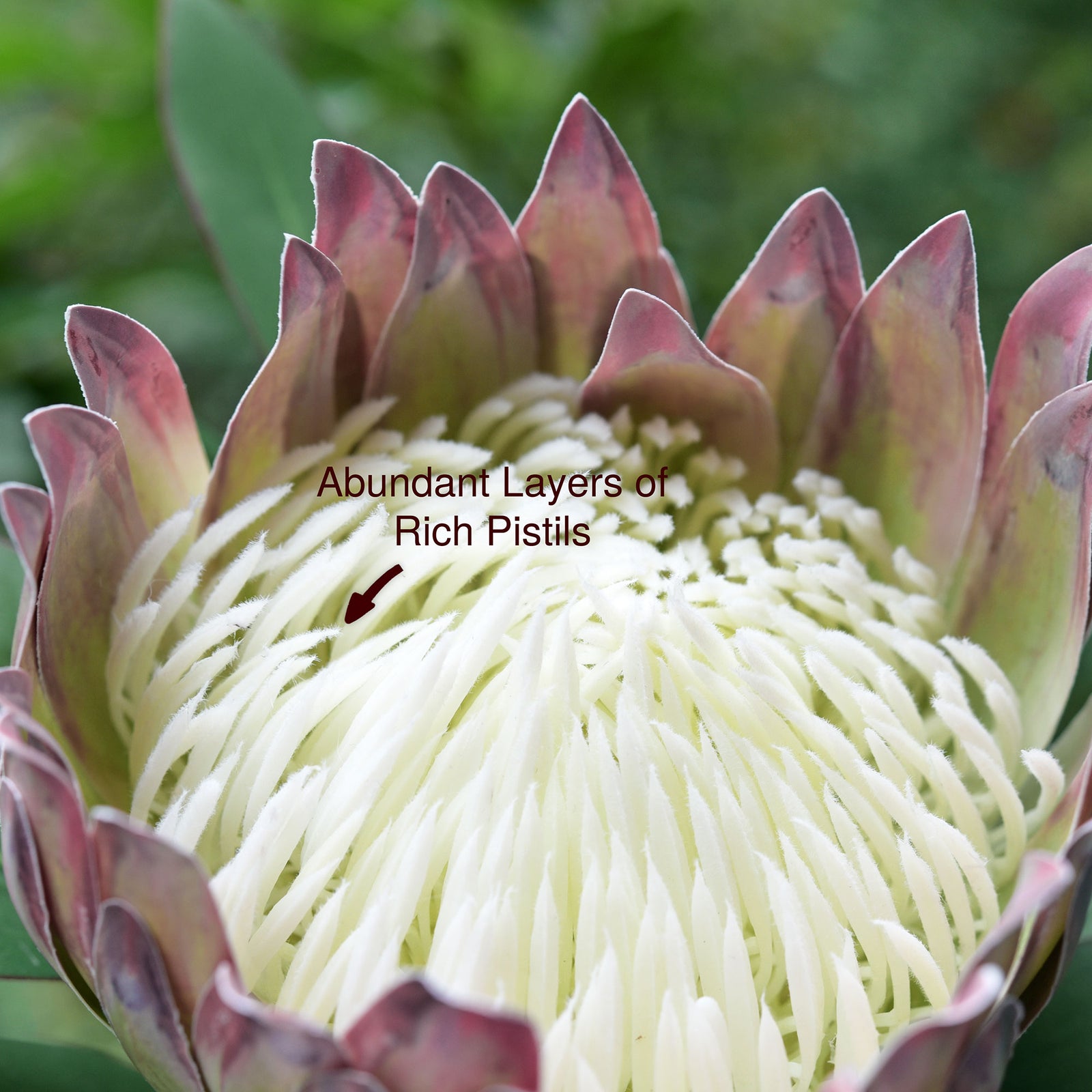 Chestnut Floral White King Protea Silk Tropical Artificial Flowers 2.5 feet Tall