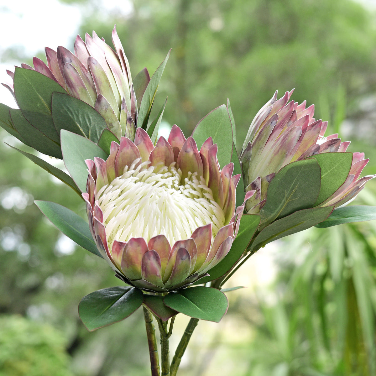Chestnut Floral White King Protea Silk Tropical Artificial Flowers 2.5