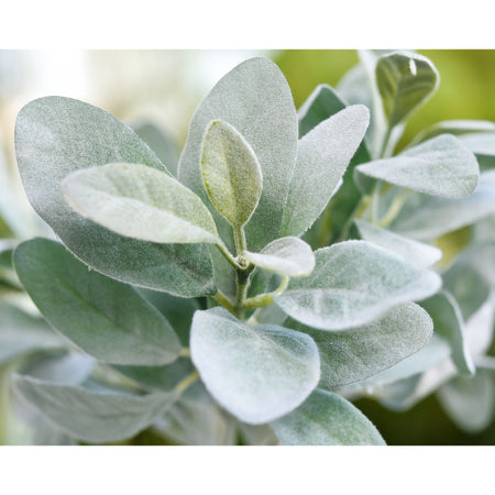 FiveSeasonStuff Sage Green Lamb's Ear Artificial Greenery Bush Plants for Wedding Flower Fillers DIY Bouquets and Floral Arrangements (6 Stems 14 inches Tall)