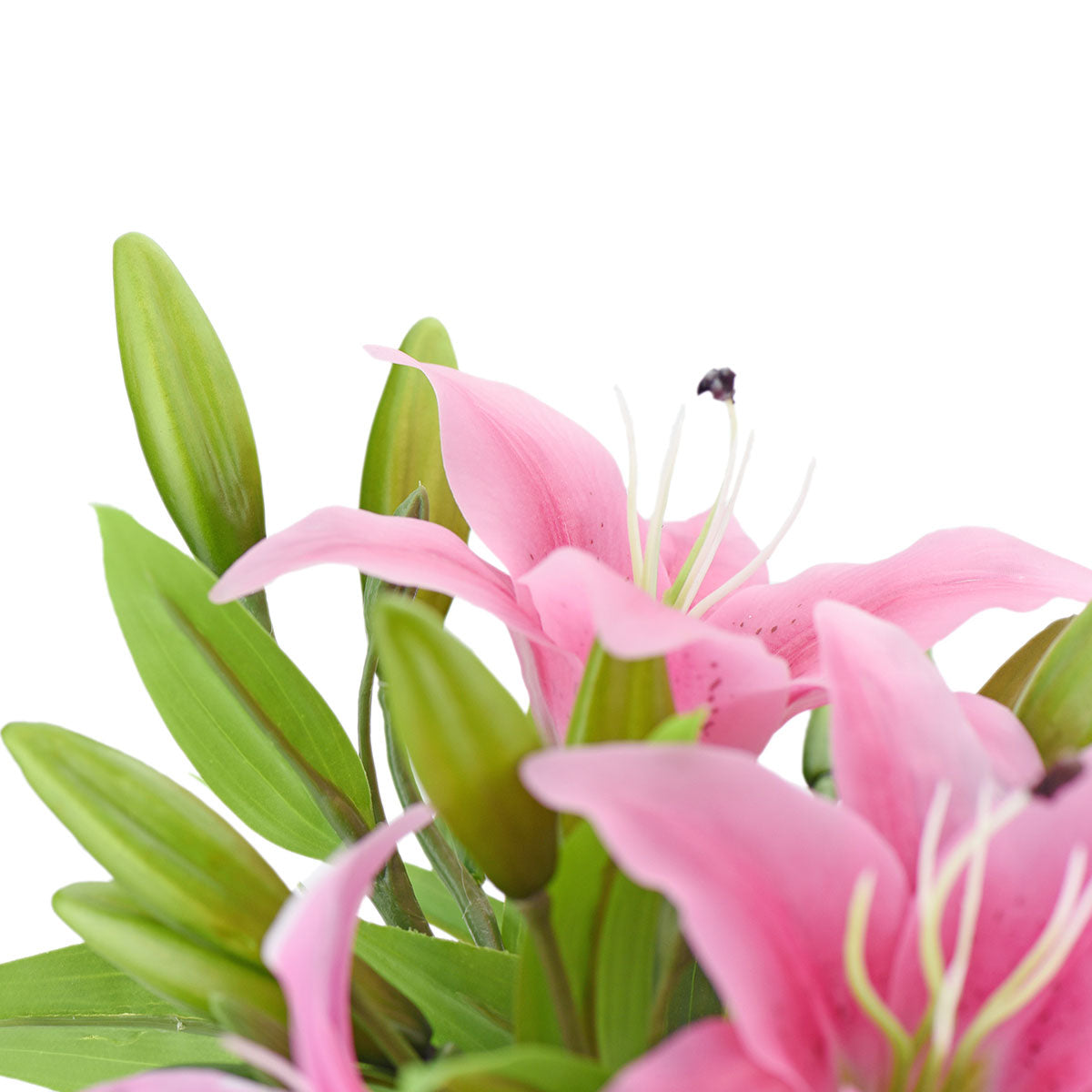 transparent pink lily