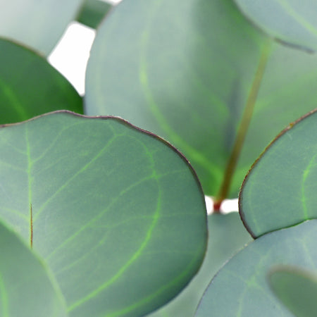 FiveSeasonStuff 4 Pcs Artificial Real Touch Realistic Eucalyptus Leaves Decoration Home Décor (Silver Dollar Eucalyptus 4 Stems)