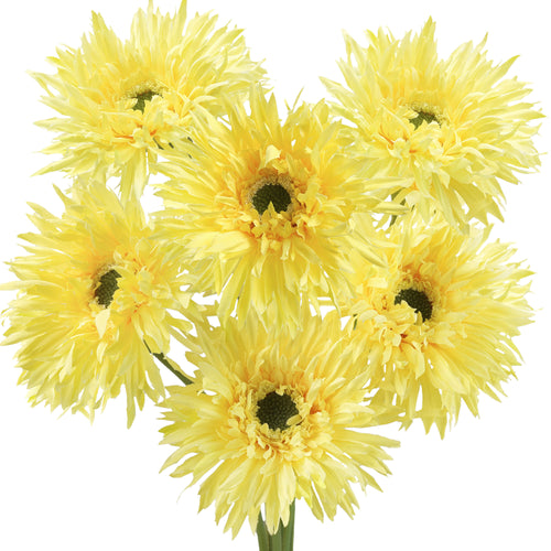 Marigold Yellow Spider Gerbera Daisies Silk Flowers Real Looking Artificial flowers Home Décor 16.5'' (6 Stems) FiveSeasonStuff