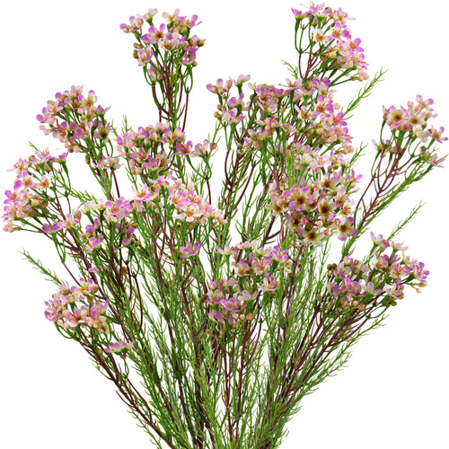 5 Stems Artificial Pale Violet Murraya Panniculata Branches Orange Jes –  FiveSeasonStuff