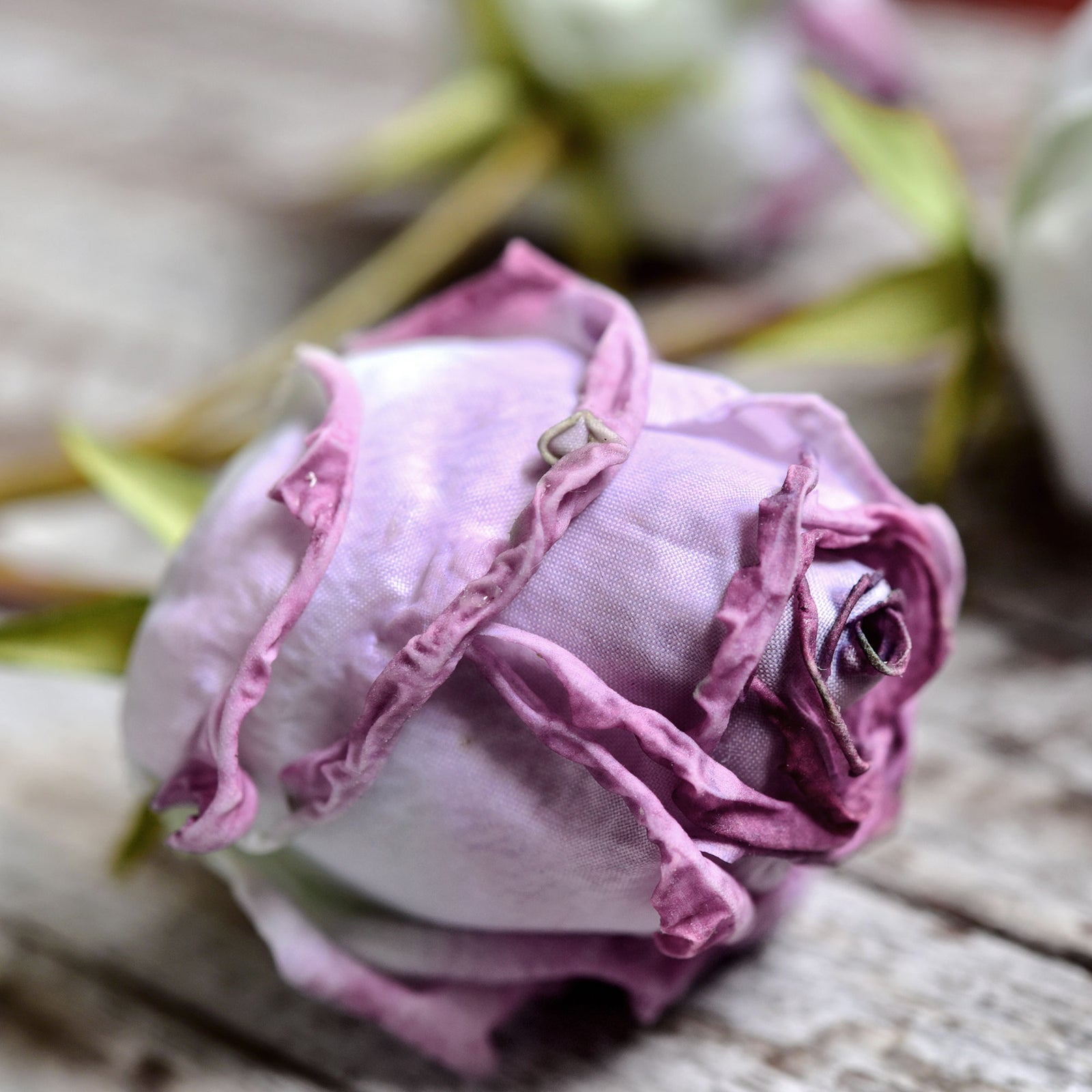 Dusty Purple Dried Look Real Touch Silk Roses Artificial Flowers 4 Ste –  FiveSeasonStuff