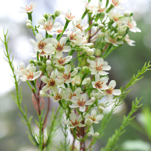Floral White Timeless Charm Wax Flowers, Long Stem Artificial Silk Flowers 6 Stems 2.6ft (78cm) Tall