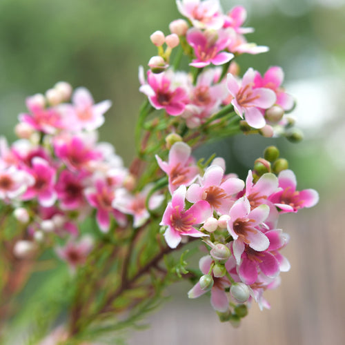 Summer Pink Timeless Charm Wax Flowers, Long Stem Artificial Silk Flowers 6 Stems 2.6ft (78cm) Tall