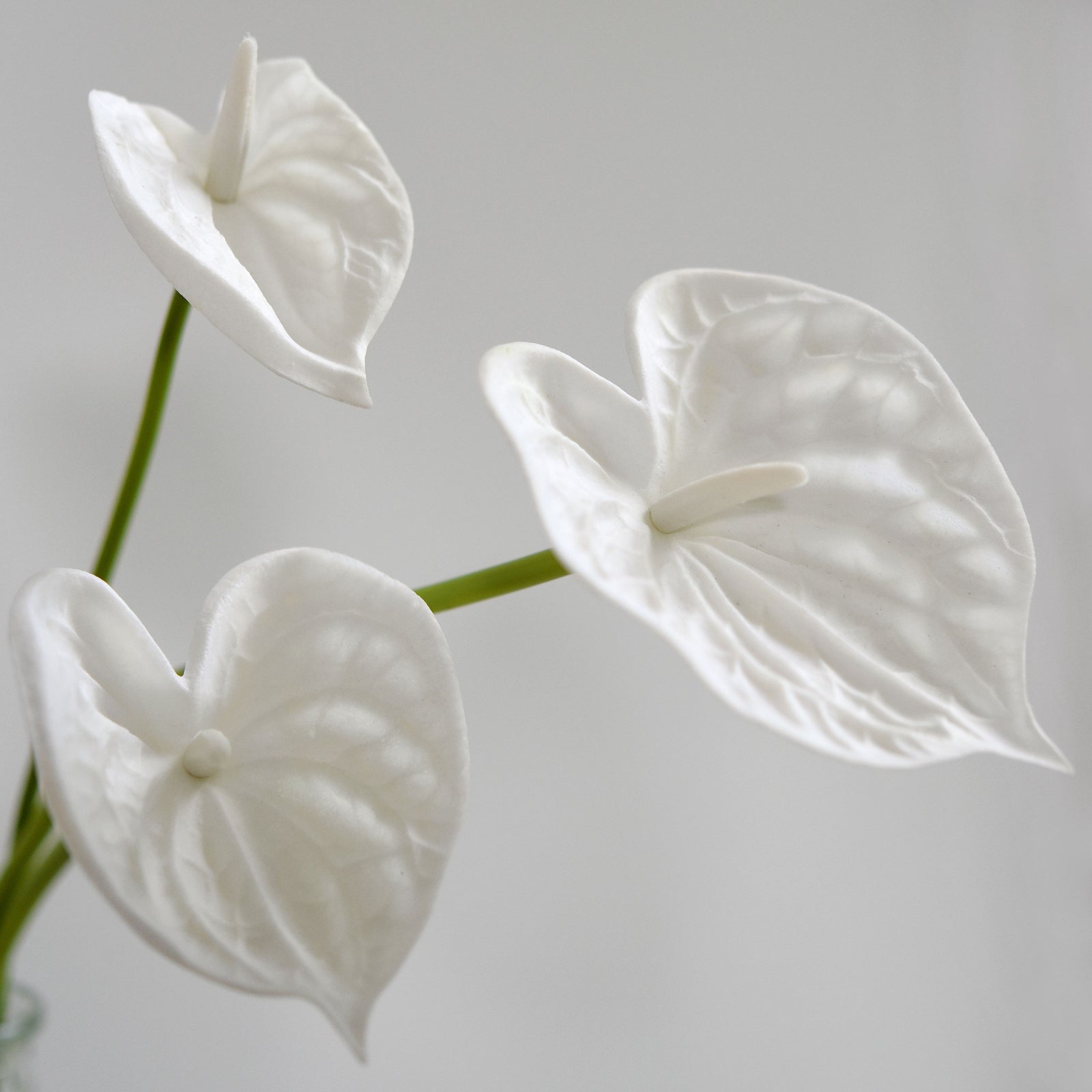 Anthurium Flower 'Seashell White' Real Touch Artificial Flowers, 16.5” 4 Stems FiveSeasonStuff Floral