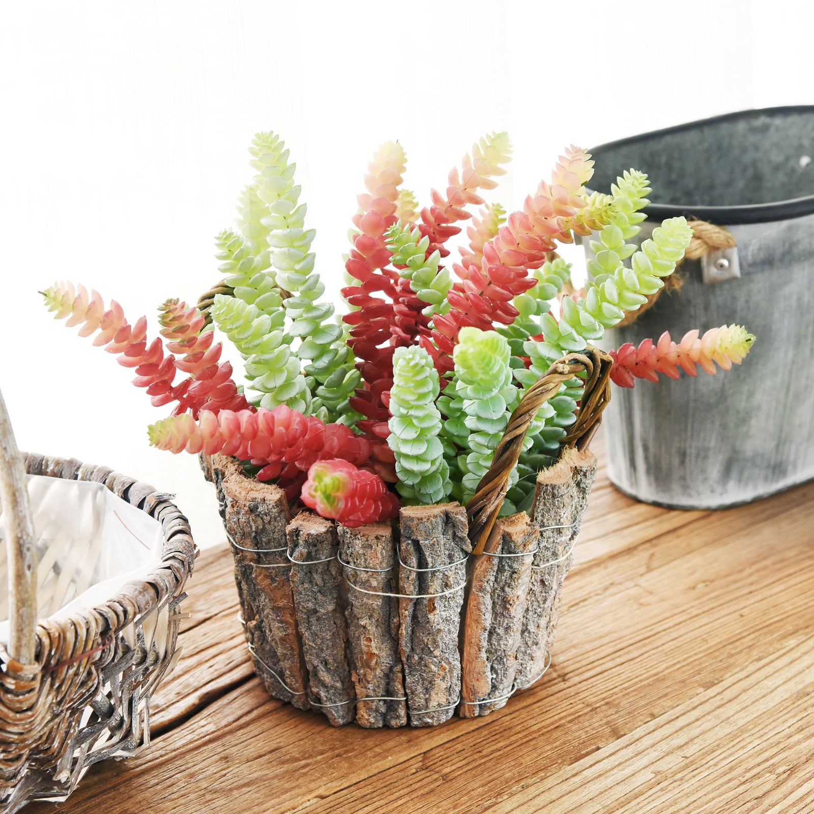 Elegant Succulent Plant - Perfect Corporate Gift – ChhajedGarden.com