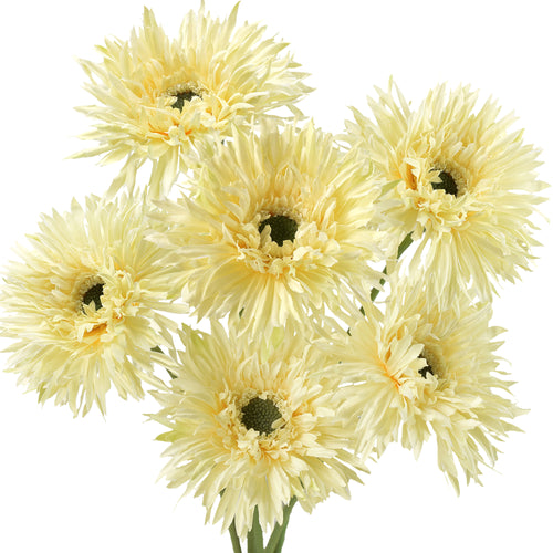 Buttermilk Spider Gerbera Daisies Silk Flowers Real Looking Artificial flowers Home Décor 16.5'' (6 Stems) FiveSeasonStuff