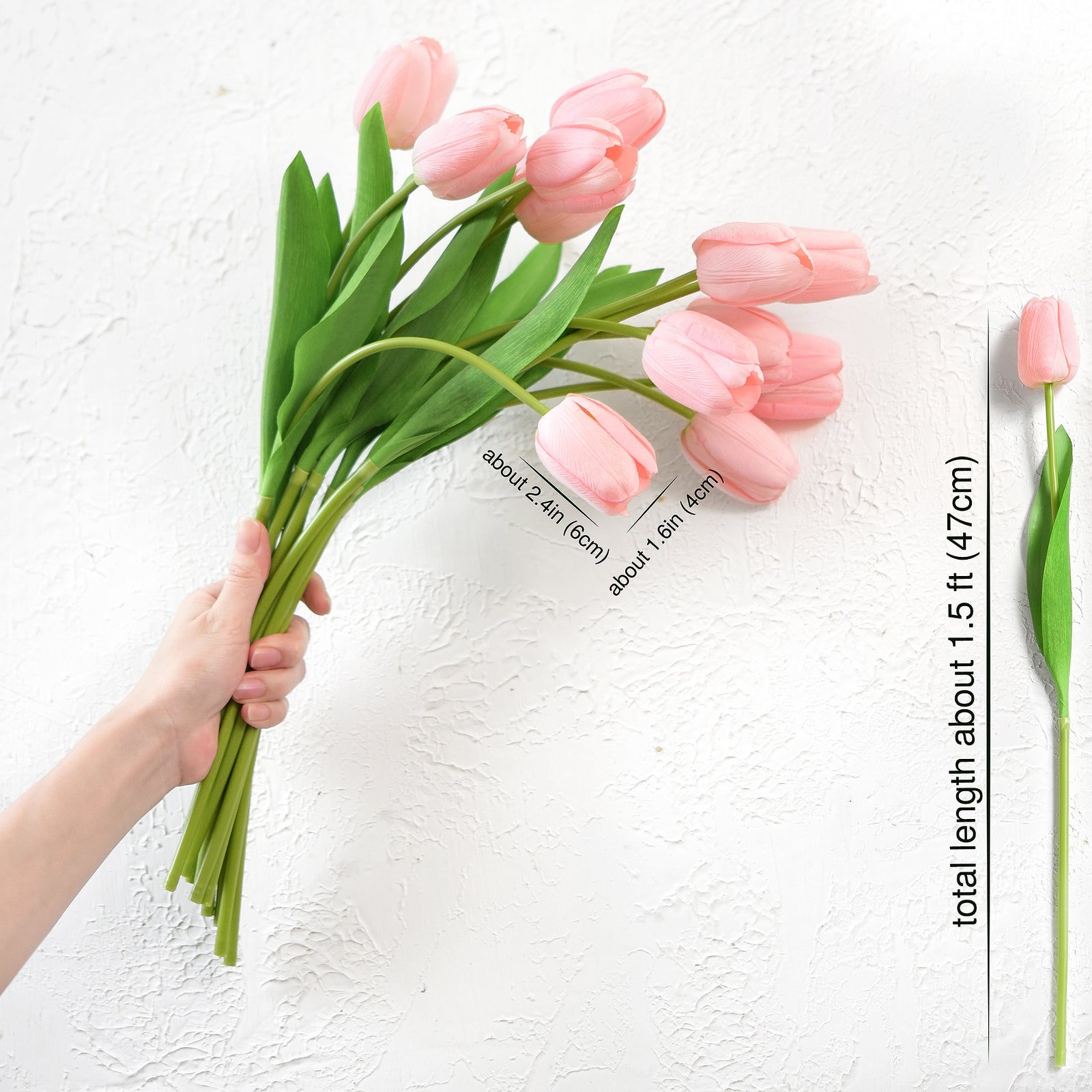 Hand Holding Blush Pink Tulip Stems for DIY Floral Arrangements with measurements