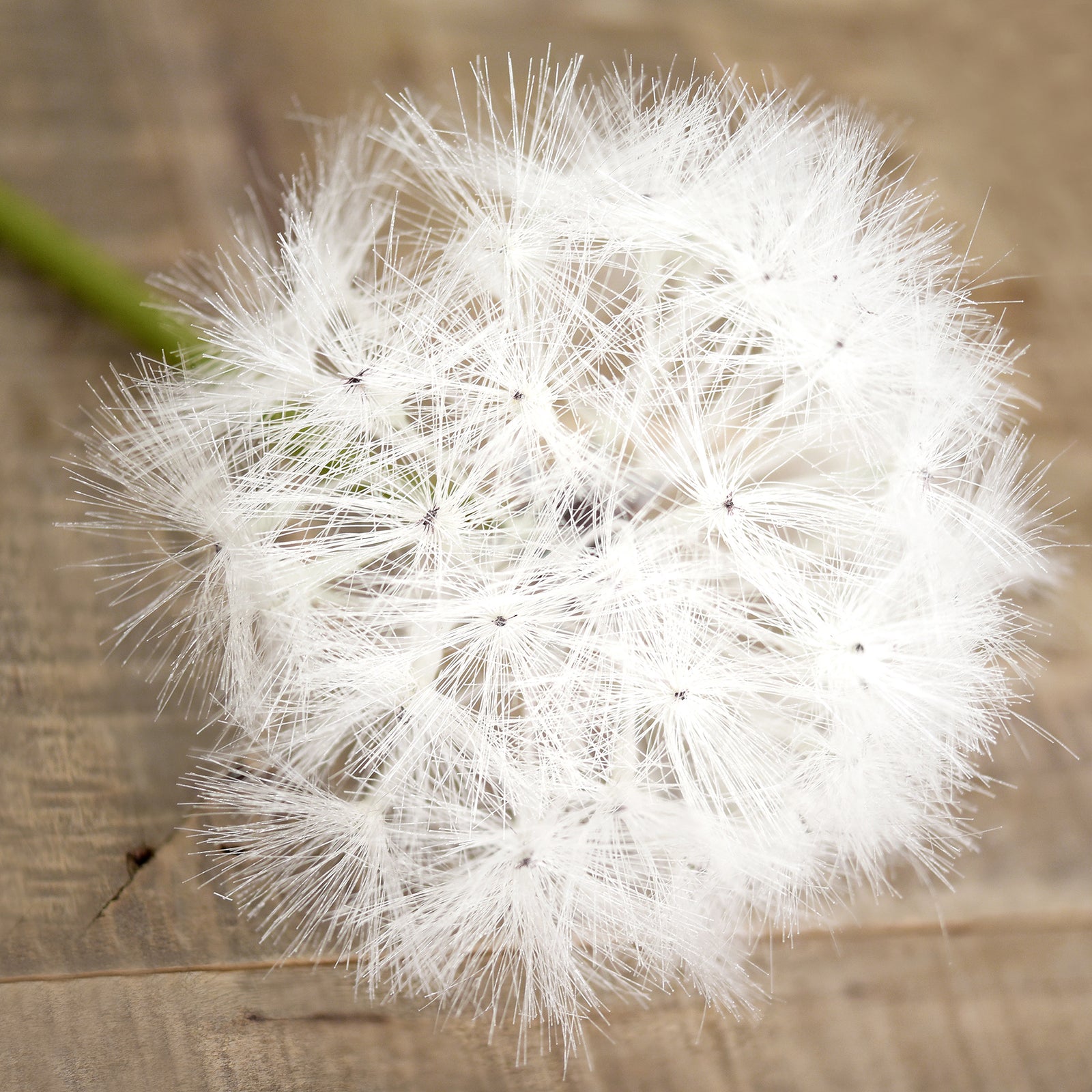 Detailed close-up of a realistic dandelion feature, adding texture and softness to the silk eucalyptus stem arrangement.