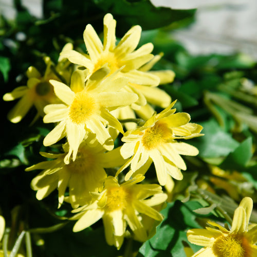 Daisy Silk Flowers Outdoor Artificial Flowers Arrangements (Sunny Yellow) 2 Bunches