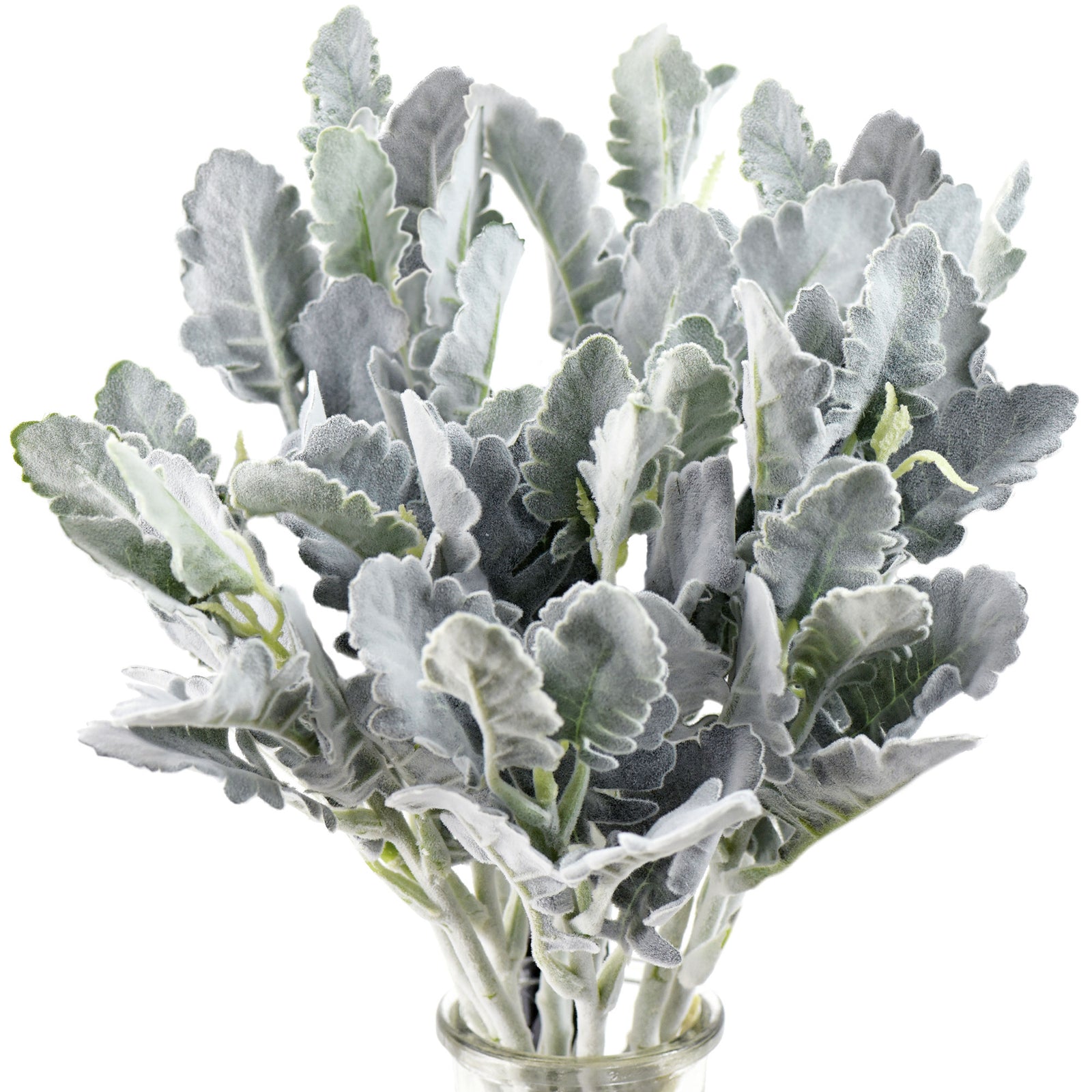 FiveSeasonStuff Dusty Miller Artificial Greenery Bush Plants for Wedding Flower Fillers DIY Bouquets and Floral Arrangements (12 Stems 14 inches Tall)