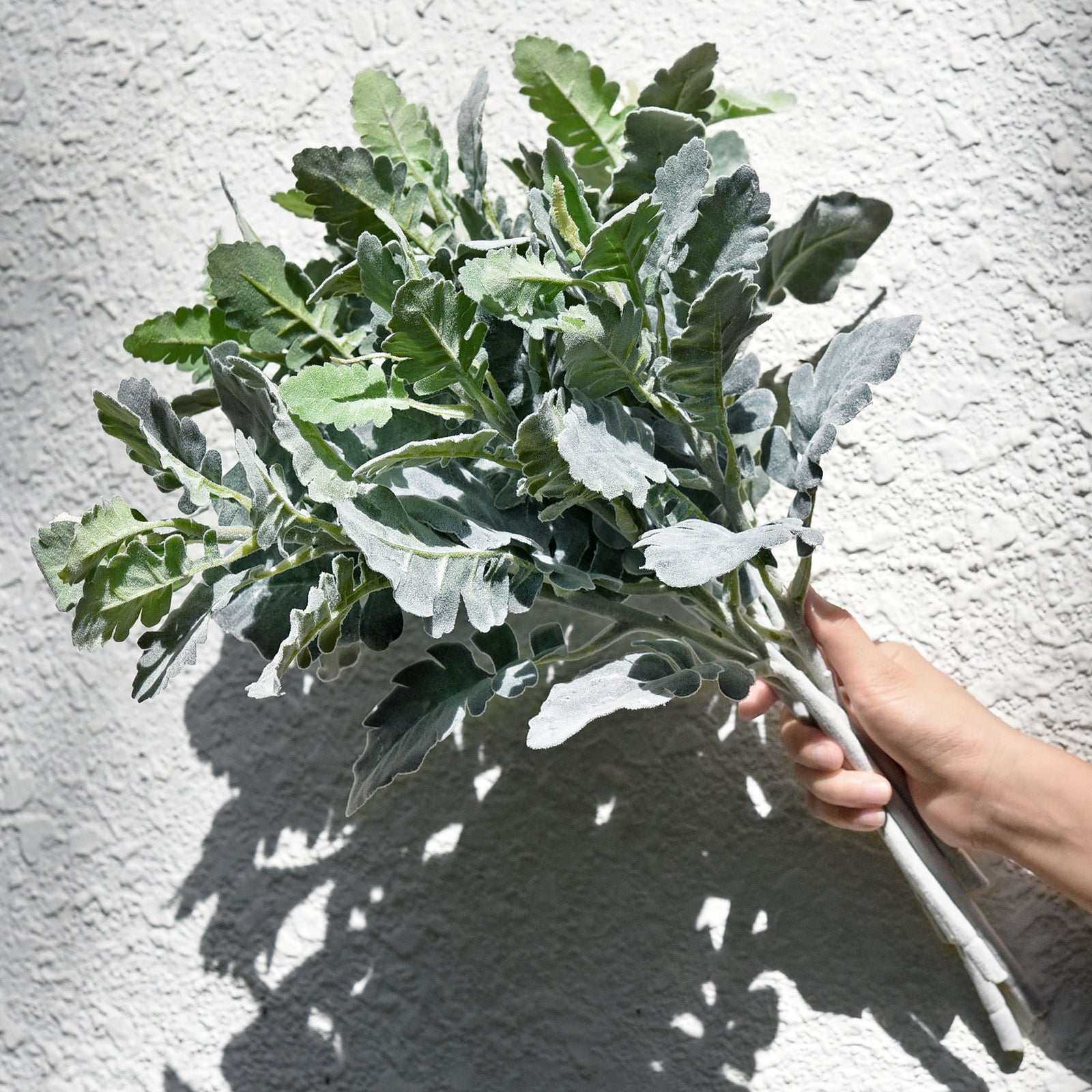 FiveSeasonStuff Dusty Miller Artificial Greenery Bush Plants for Wedding Flower Fillers DIY Bouquets and Floral Arrangements (6 Stems 18 inches Tall)