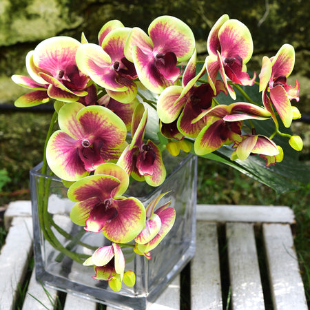 Blush Berry Apple 2 Stems Real Touch Artificial Butterfly Orchids/Moth Orchid/Phalaenopsis Flowers 27.6" Tall 70cm