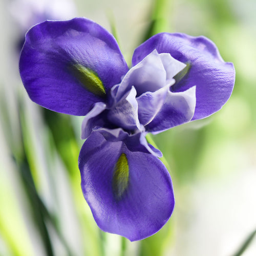 6 Long Stems Iris (Royal Purple) Real Touch Artificial Flower Bouquet