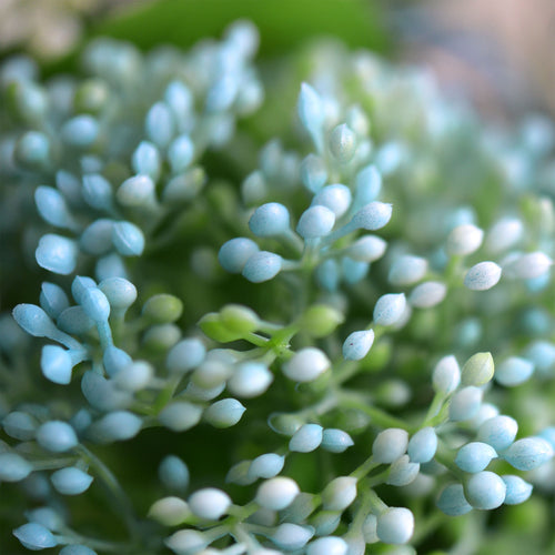 Viburnum (Waxy Blue) Long Stem Artificial Silk Flowers, Filler Flower, Wedding, Home Decor, Arrangment 6 Stems
