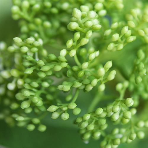 Viburnum (Neural Green) Long Stem Artificial Silk Flowers, Filler Flower, Wedding, Home Decor, Arrangment 6 Stems