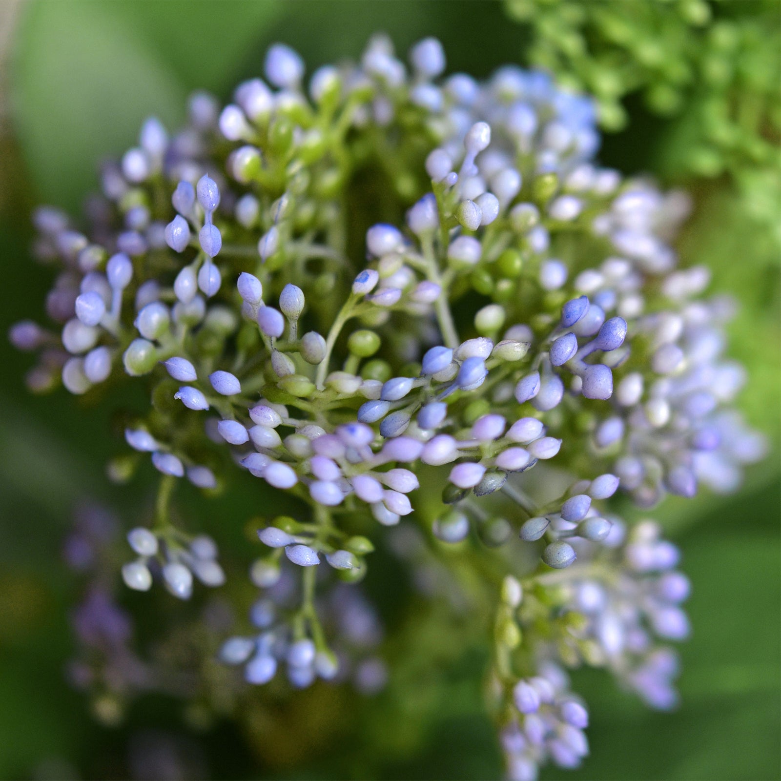 Viburnum (Serene Violet) Long Stem Artificial Silk Flowers, Filler Flower, Wedding, Home Decor, Arrangment 6 Stems