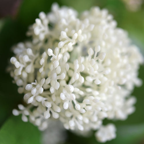 Viburnum (Simply White) Long Stem Artificial Silk Flowers, Filler Flower, Wedding, Home Decor, Arrangment 6 Stems