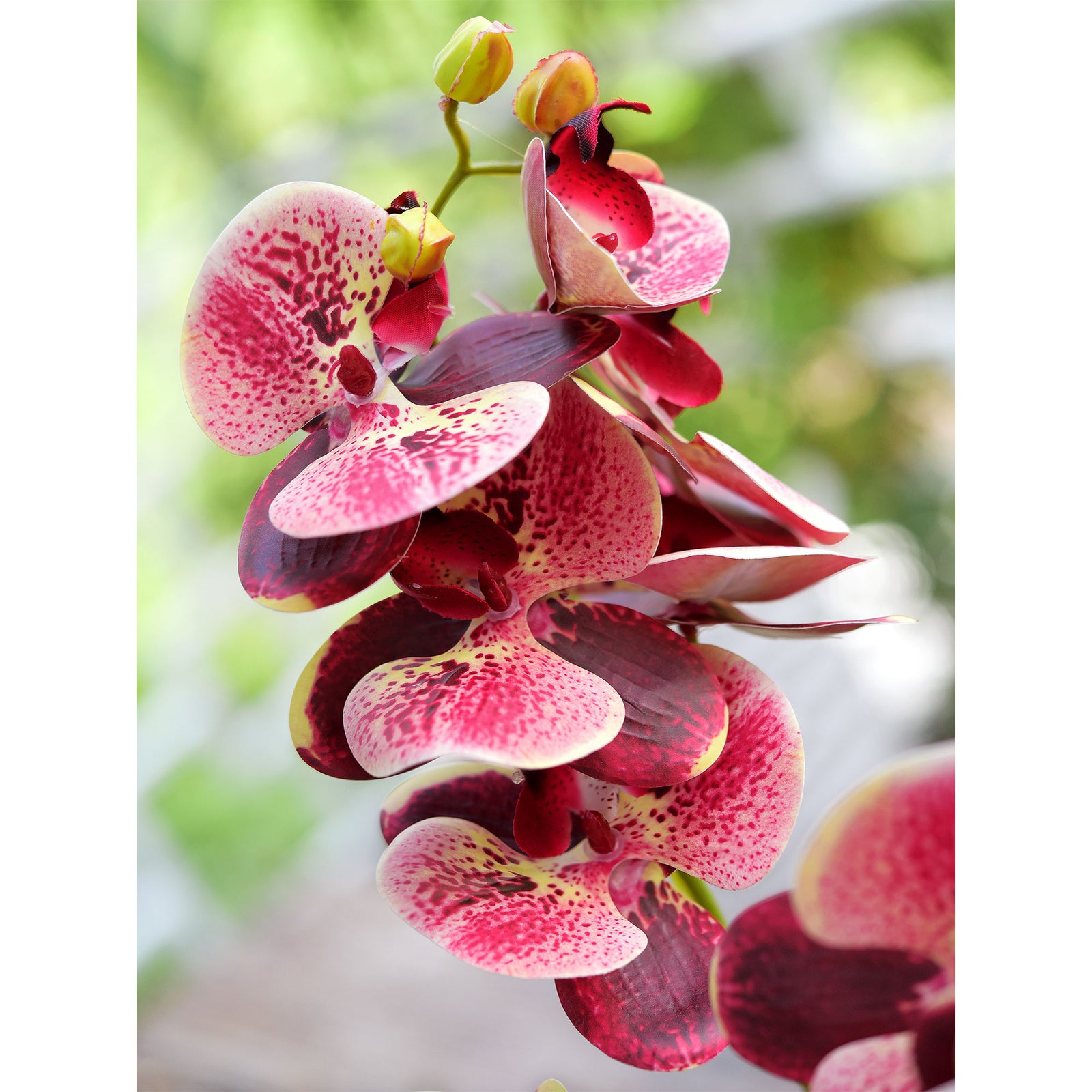 Tropical Berry Pink 2 Stems Real Touch Artificial Butterfly Orchids/Mo –  FiveSeasonStuff