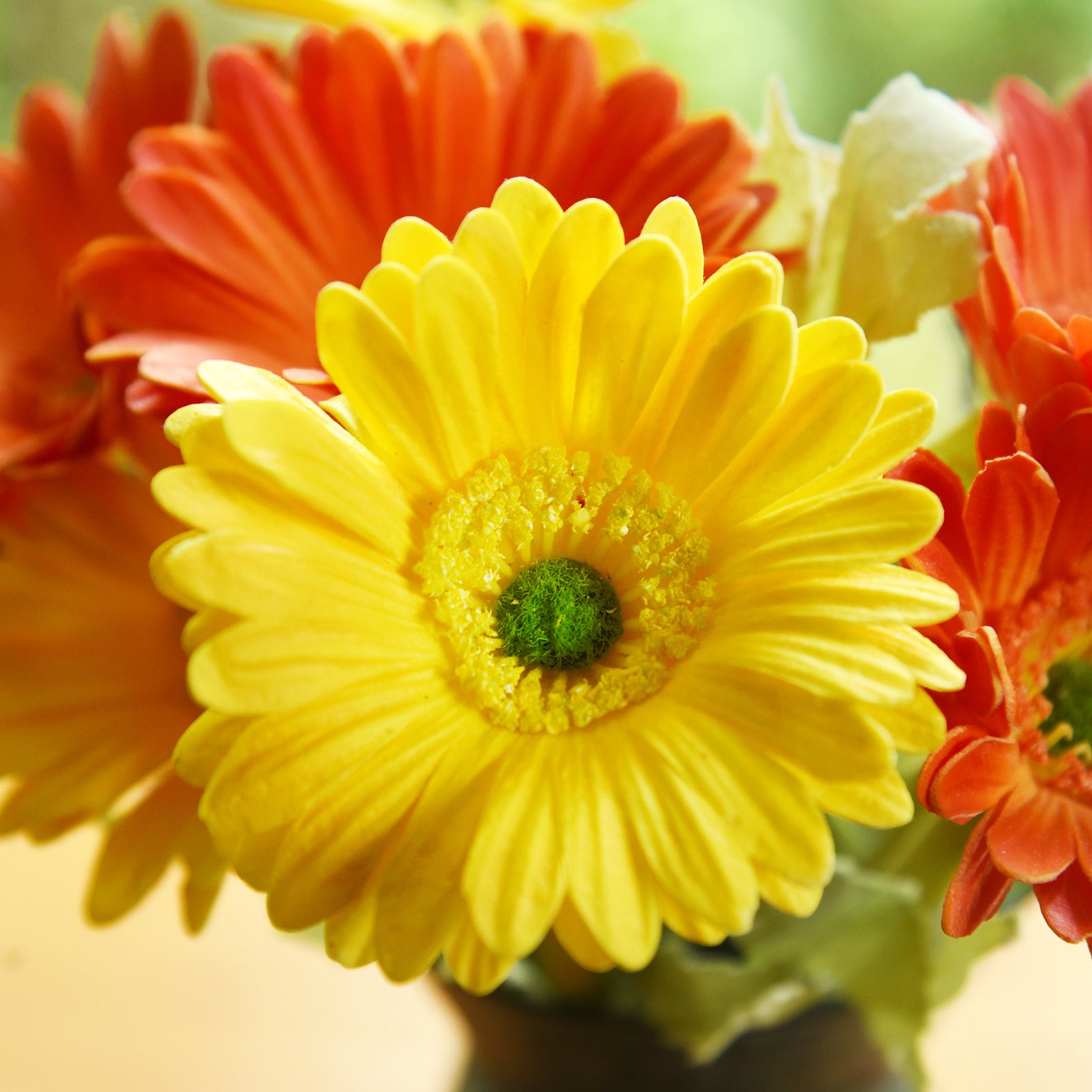 FiveSeasonStuff 7 Stems of Artificial Real Touch Gerbera Flowers & Bouquet, for Home Décor