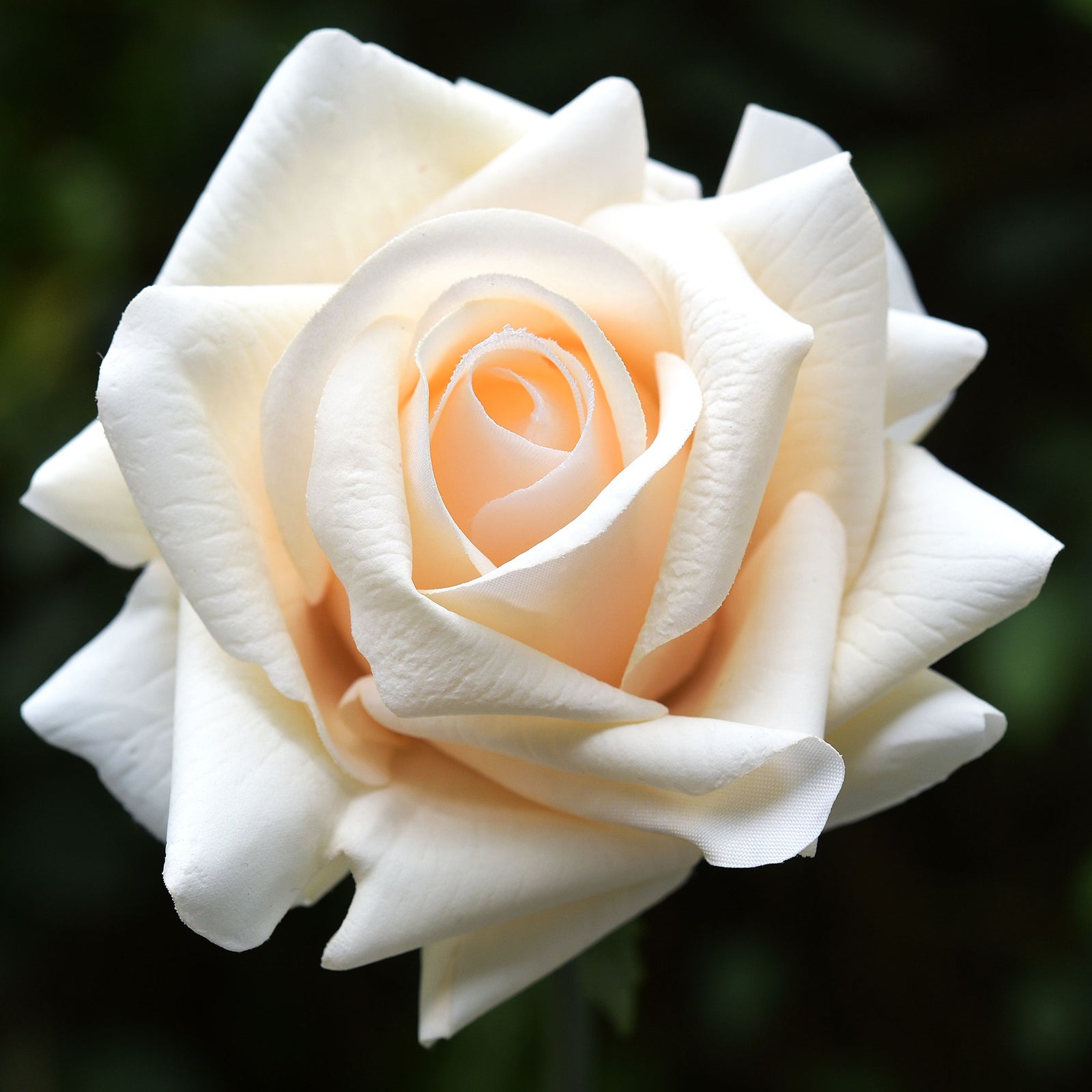 FiveSeasonStuff Soft Peach Real Touch Garden Rose Artificial Flowers Wedding, Bridal, Home Décor 5 Stems 9.8"