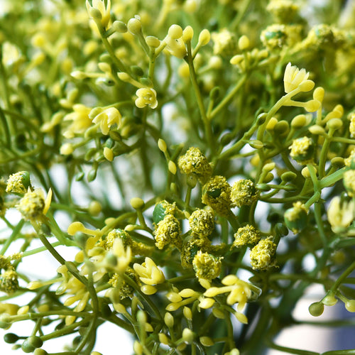 Baby's Breath Artificial Flowers Bouquet 1 Bundle (15 PCS) Baby's Breath Gypsophila 2 for Floral Arrangement, Wedding Flower Bouquet Décor (Yellow)