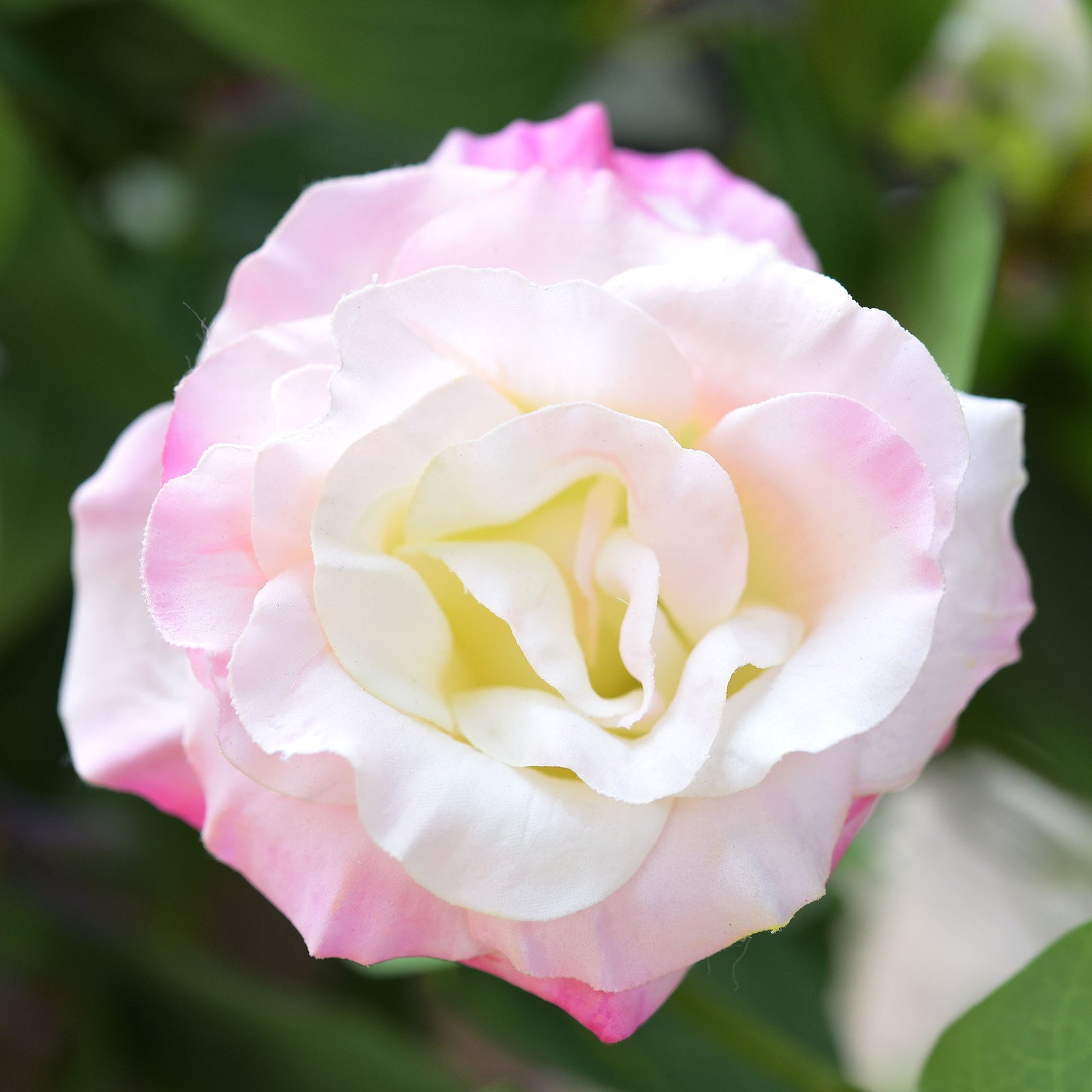 FiveSeasonStuff Real Touch Light Rose Pink Lisianthus Artificial Flowers Tall Long Stems 58cm 3 Stems