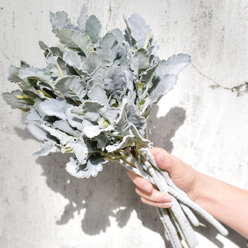 FiveSeasonStuff Dusty Miller Artificial Greenery Bush Plants for Wedding Flower Fillers DIY Bouquets and Floral Arrangements (12 Stems 14 inches Tall)
