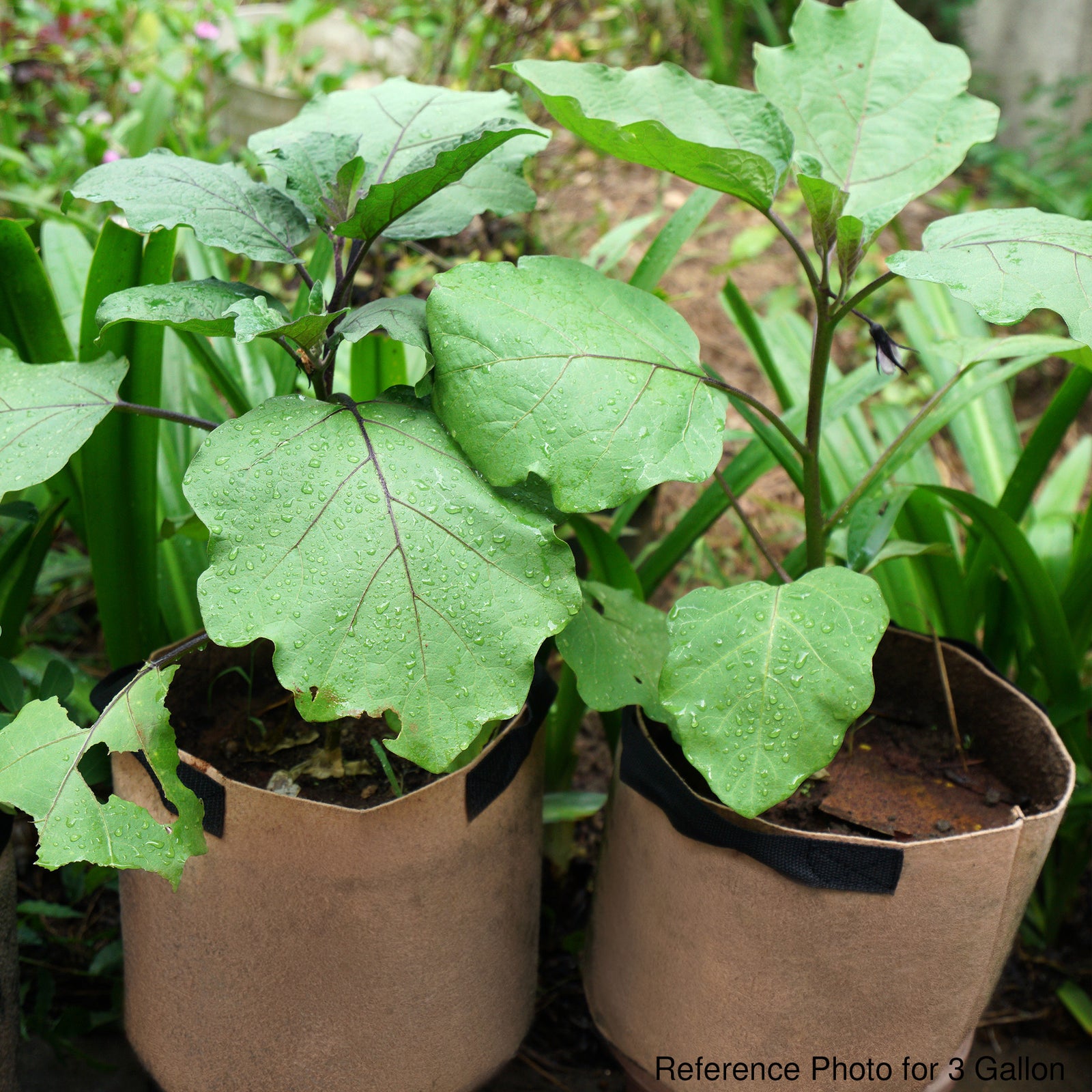7/5/4/3 Gallon Grow Bags Felt Planter Growing Gardening Vegetable