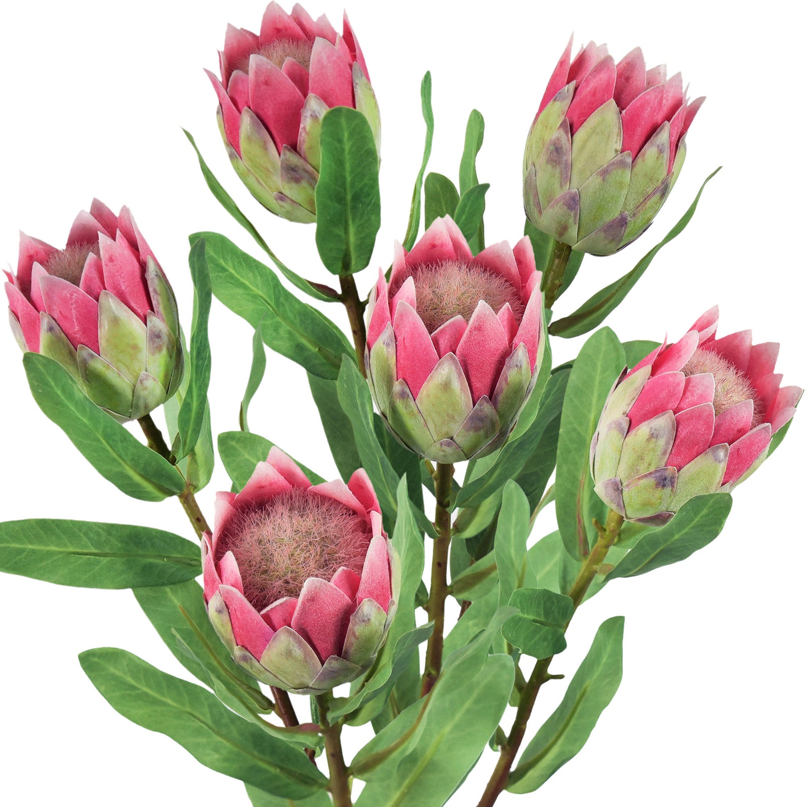 Pale Rose Red Sugarbush Baby Protea Silk Artificial Tropical Flowers 6 Stems 18.9 inches Tall