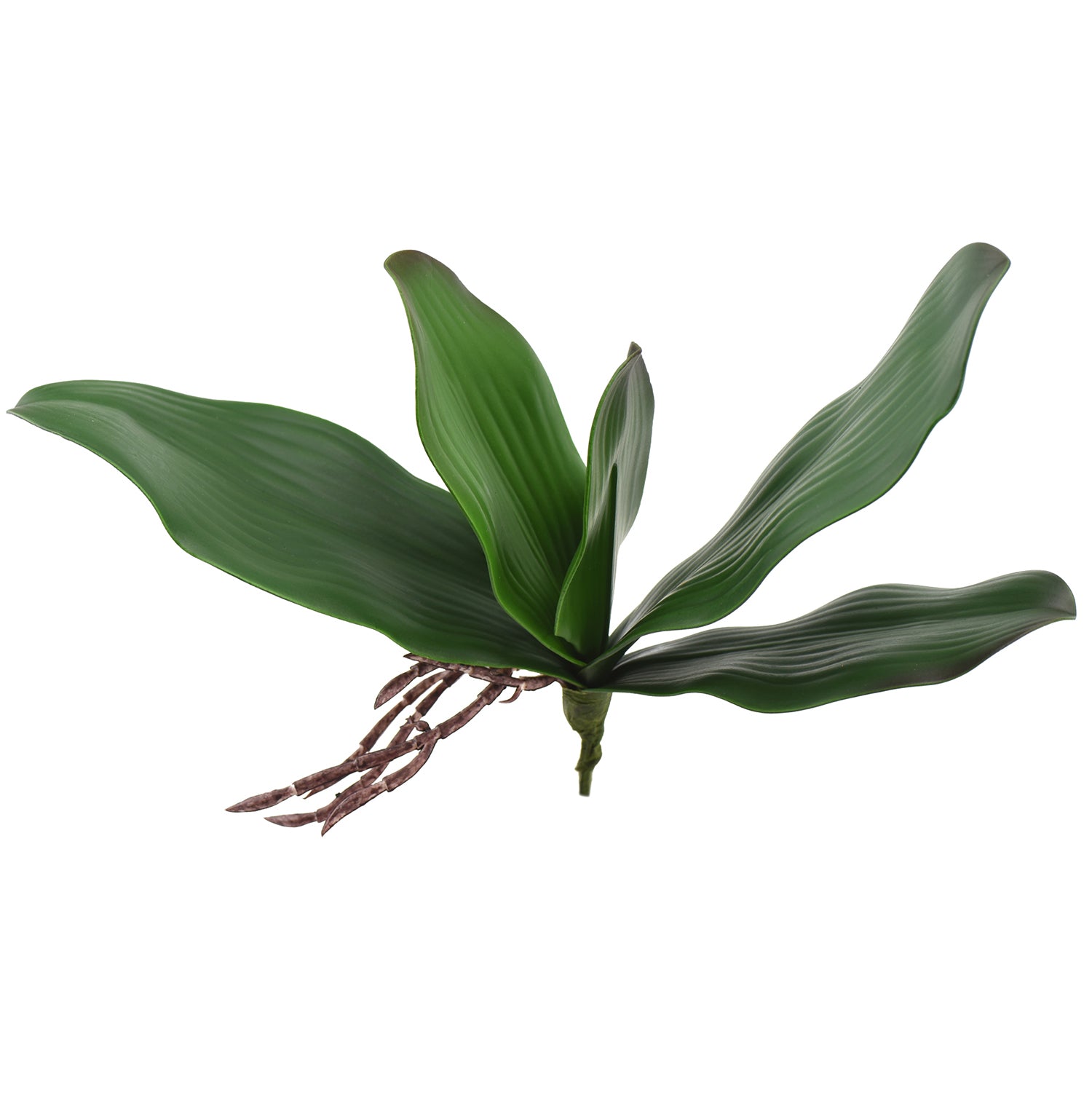 Large Size Artificial Real Touch Orchid Leaf& Root Bundles,Simulation Green Plants