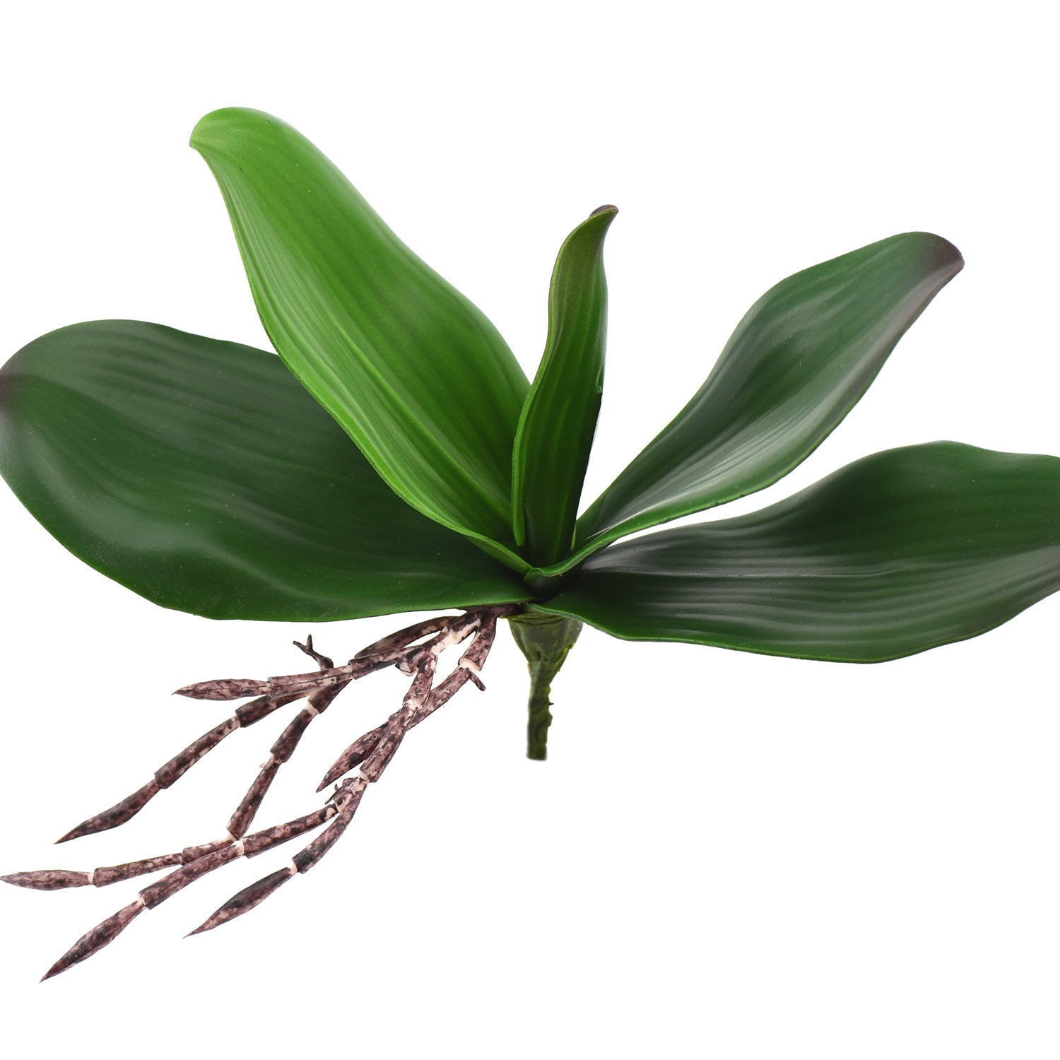Small Artificial Real Touch Orchid Leaf& Root Bundles,Simulation Green Plants