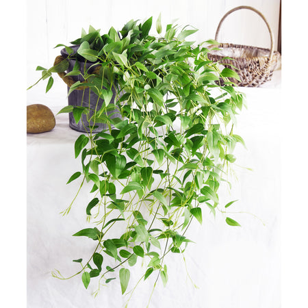 Versatile Decor Delight: Lush 28ft 10-Vine Set of Elegant Artificial Silk Clematis Leaves for Any Occasion or Event