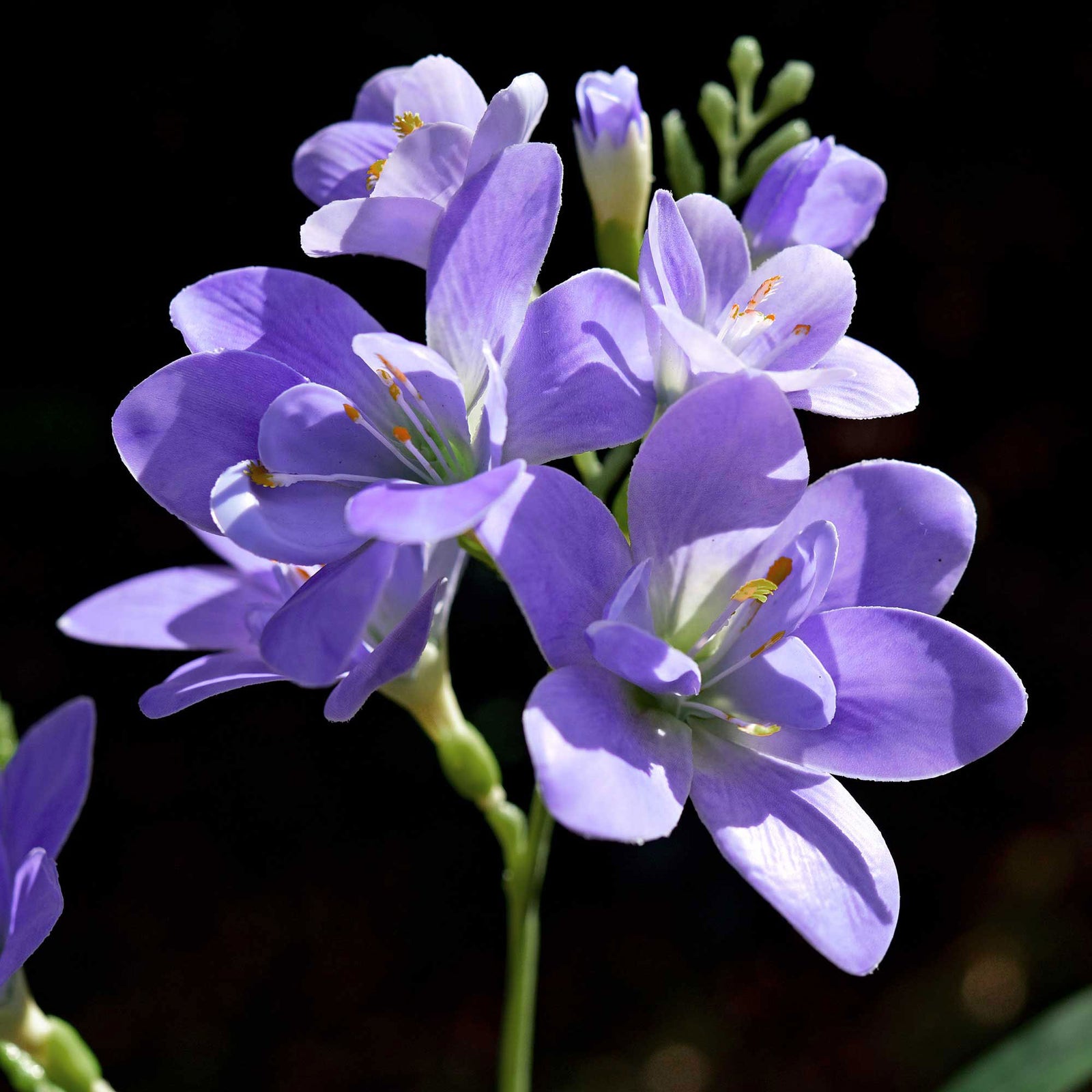 Real Touch Freesia (Purple) Long Stem Realistic Artificial Flowers, Wedding, Home Decor, Arrangment 6 Stems -FiveSeasonStuff