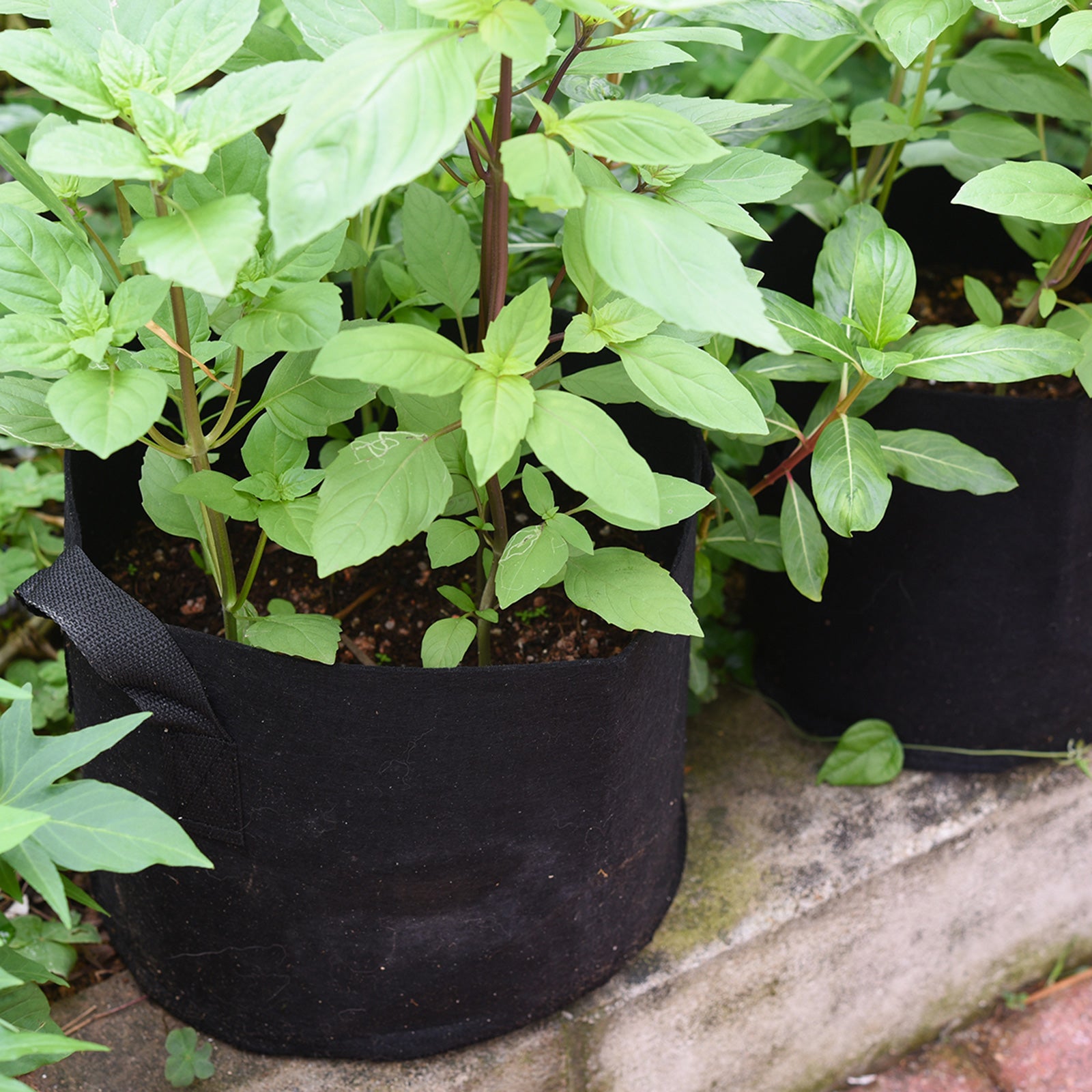 7 Pack 10 Gallons Grow Bags Healthy Smart Gardening Pots – FiveSeasonStuff