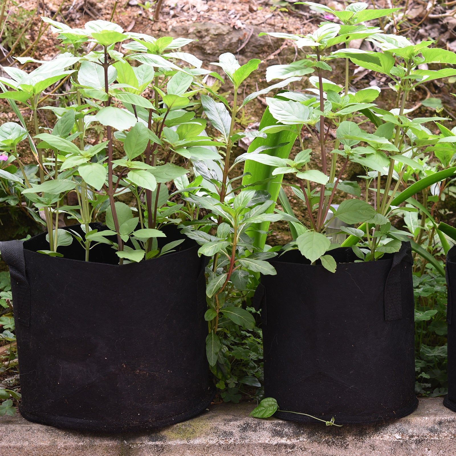 Plant Grow Bag/ Aeration Fabric Pot W/handles Garden Vegetables