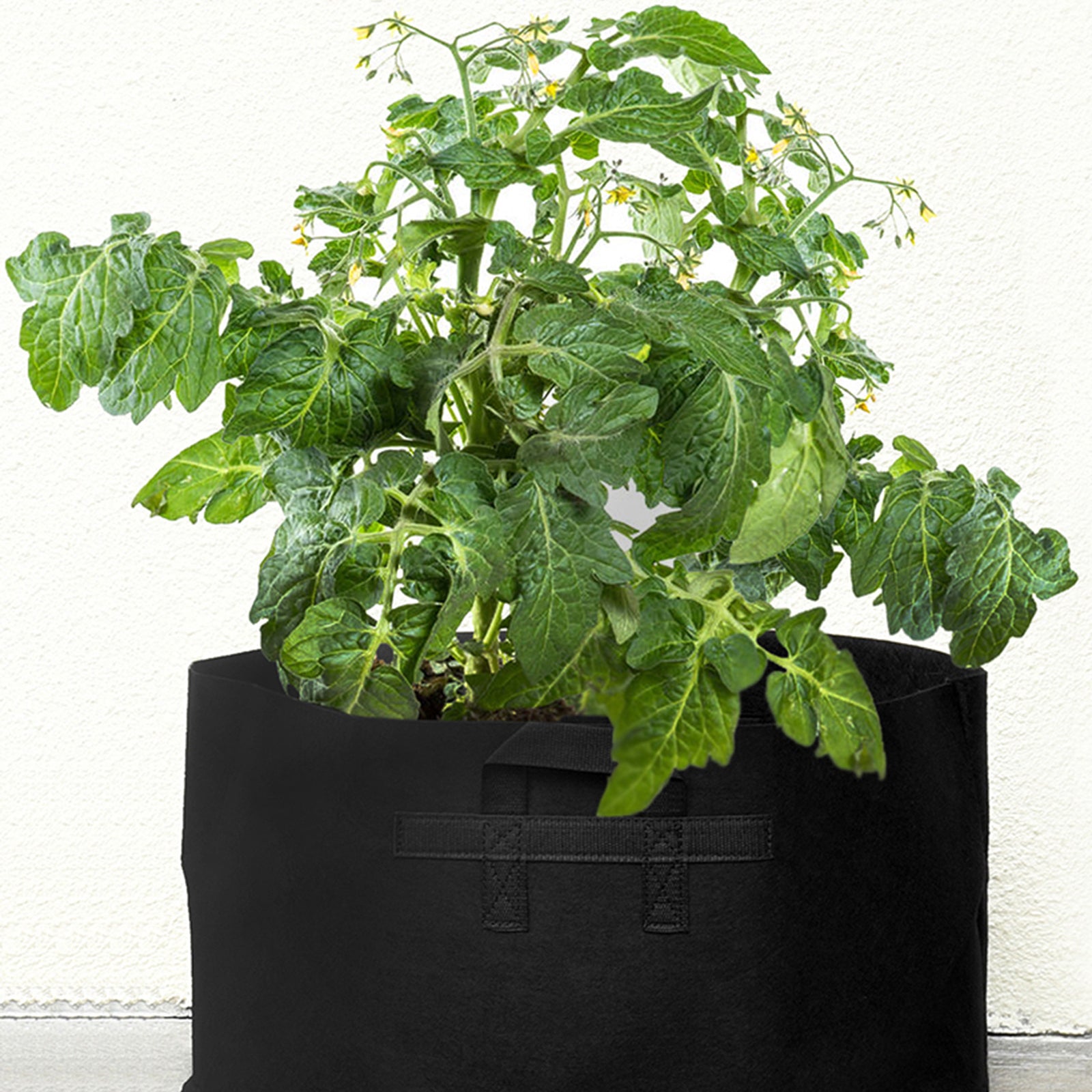Six Great Containers for Growing Vegetables